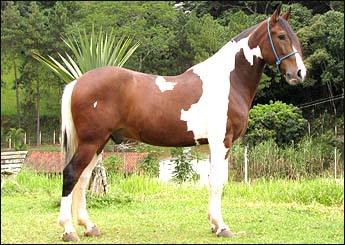 CALÍGULA