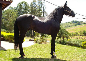 RIO NEGRO PAL