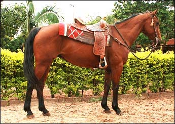 LUCKY CARDENAL MN