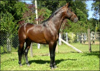 ÓPIO SERENA