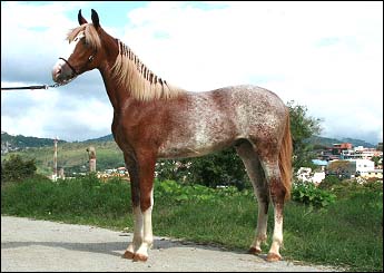 GAROTO NLB