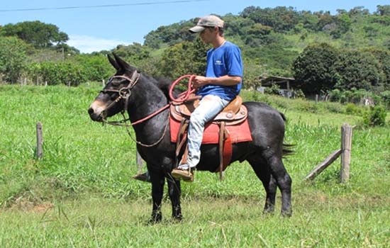 AZEITONA