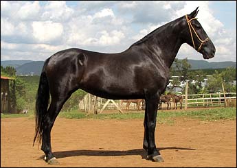 PÉROLA NEGRA