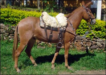 JARINU