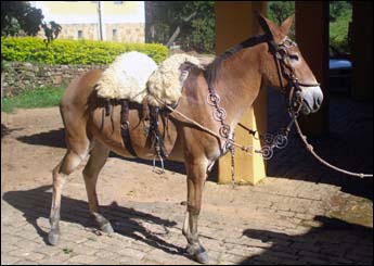 JOÃO MINEIRO