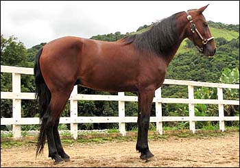 VENTANIA DA CONQUISTA