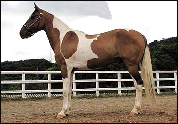 APACHE DA CONQUISTA