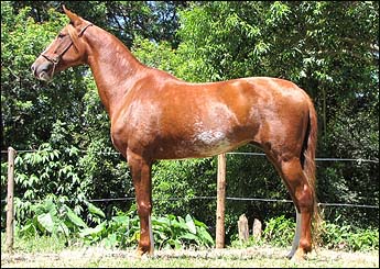 BARTIRA DA MANGUEIRA