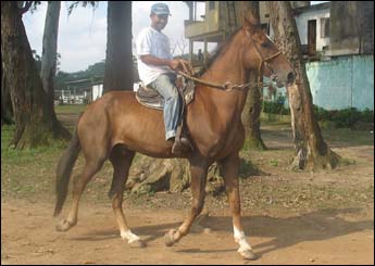 MURALHA