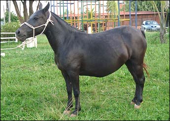 XUXA