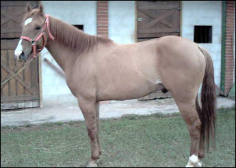 ZAN PINE VH