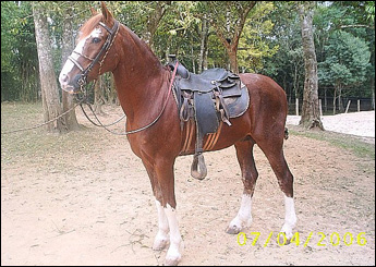 TIMBÓ RBV