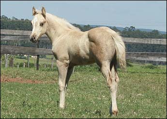 GOLDEN DEE