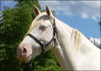 APOLO