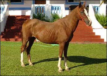 FRATELLA ARB