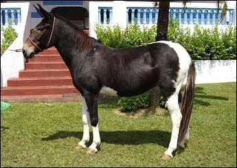 PASSARELA DA MATA
