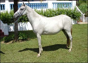 GAMELA DA MATA