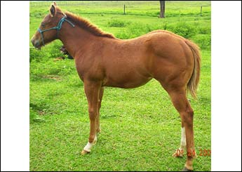 MOON RED PIO