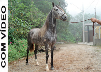 GAROTO PATRIMÔNIO