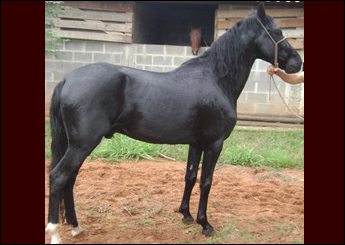 CRIOULO PRA MARIOTTO
