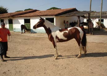 AMÉRICA DO SUSSEGU