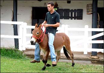 HORÁCIO