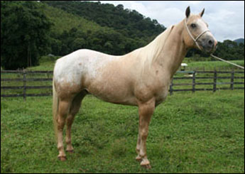 ASTER QUINARIUS FCE