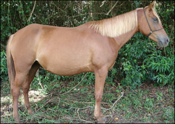 AFRODITE DV