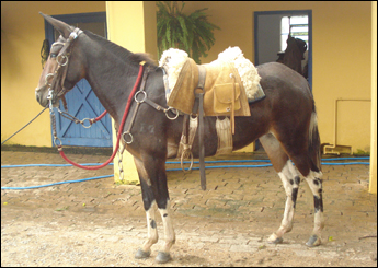 CALÇADA