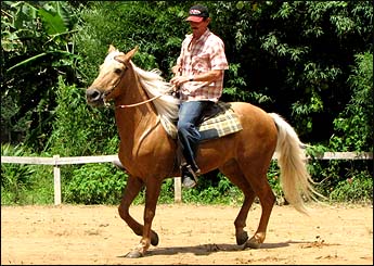 STRATUS PALÚ