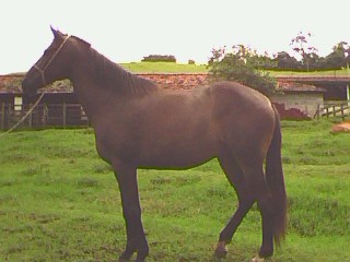 LOBO