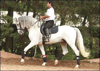 TIMONEIRO DOS REIS