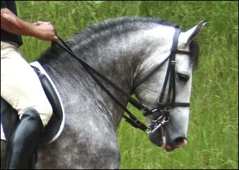 XAXADO DE QUINTANA