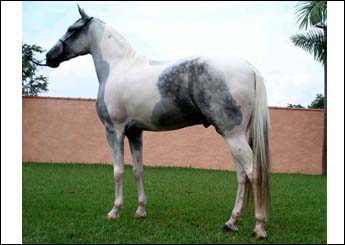 FIDALGO 3M