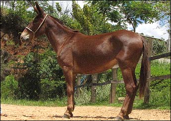 GAROTA