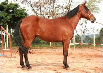 MESTRE VHC