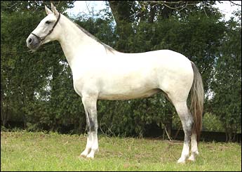 BRAHAMA DE SAN TROPHE
