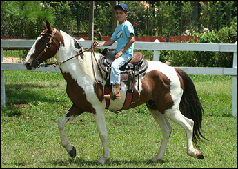 APACHE DO ARANHA