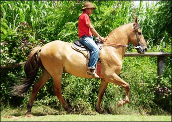 RODEIO DE SANTA ANNA