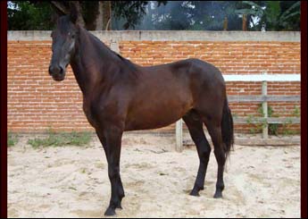 ETO`O DA SÃO LUIZ