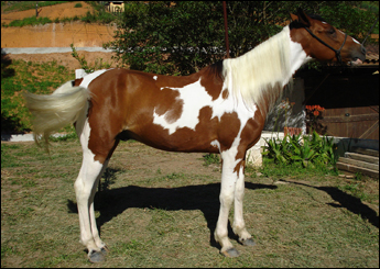 MOICANO