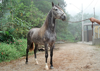 GAROTO PATRIMÔNIO
