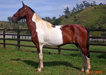 COMANCHE DA JM