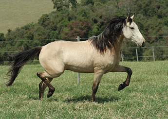HIMALAIA SORRISO