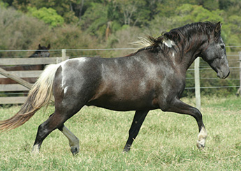 HIMALAIA PINTASSILGO