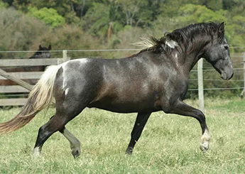 HIMALAIA PINTASSILGO