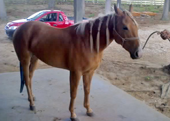 BUDWEISER DOC LAD