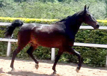 COGNAC DO PAP´S