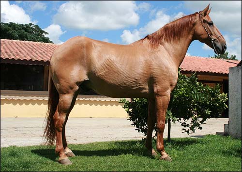 LAREDO