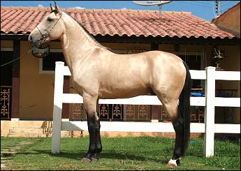 ATREVIDO VHC